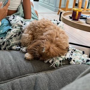 Meet your Posher, Lily